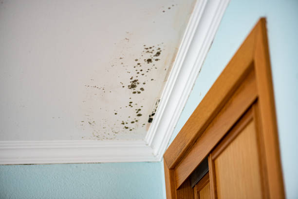 Best Toxic Mold Removal  in Carterville, MO