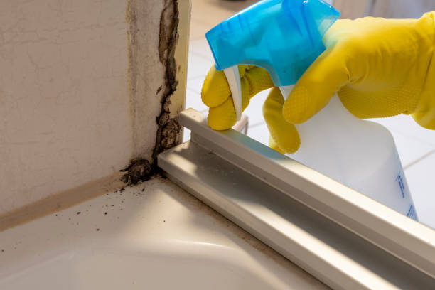 Best Best Mold Removal Companies  in Carterville, MO