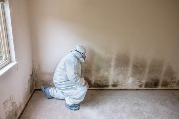 Mold Removal Process in Carterville, MO