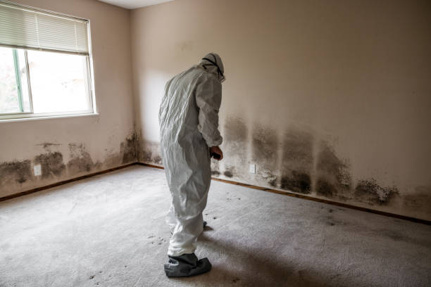 Carterville, MO Mold Removal Company