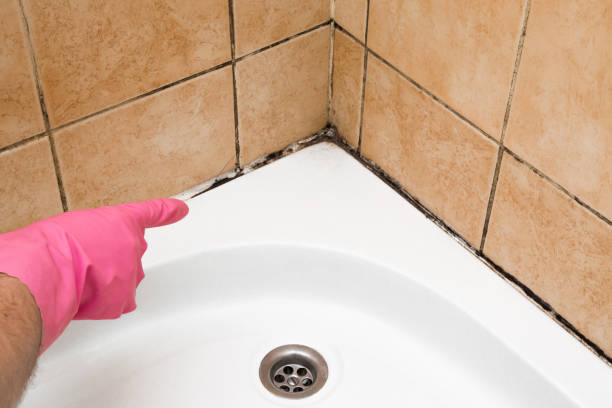 Best Local Mold Removal Service  in Carterville, MO