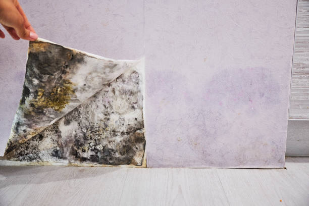 Best Office Mold Removal Services  in Carterville, MO